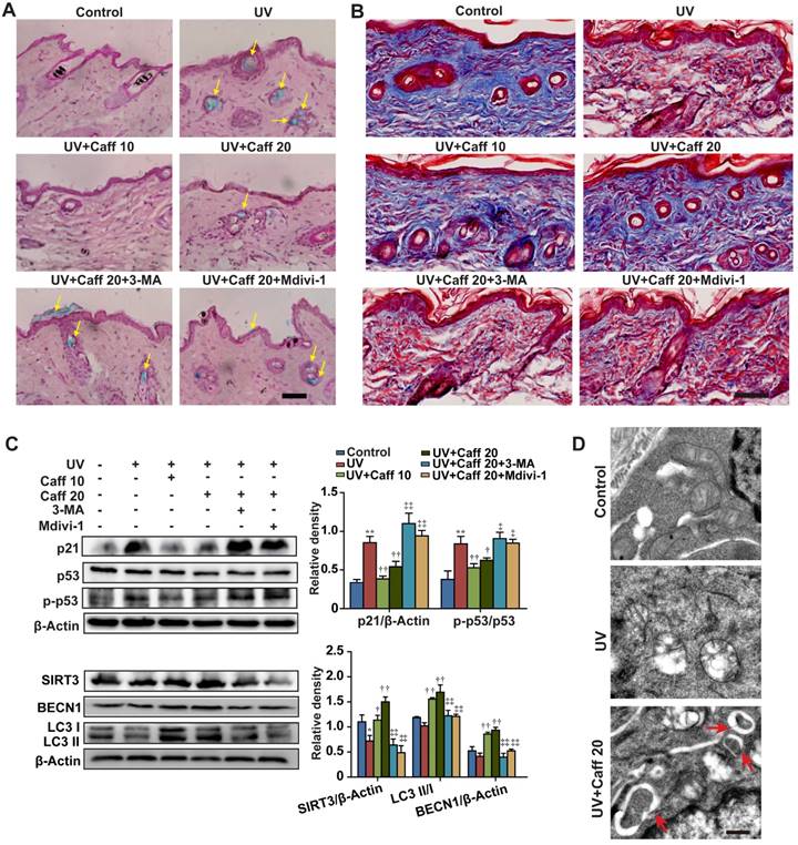 Theranostics Image