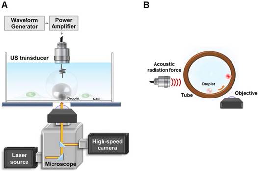 Theranostics Image