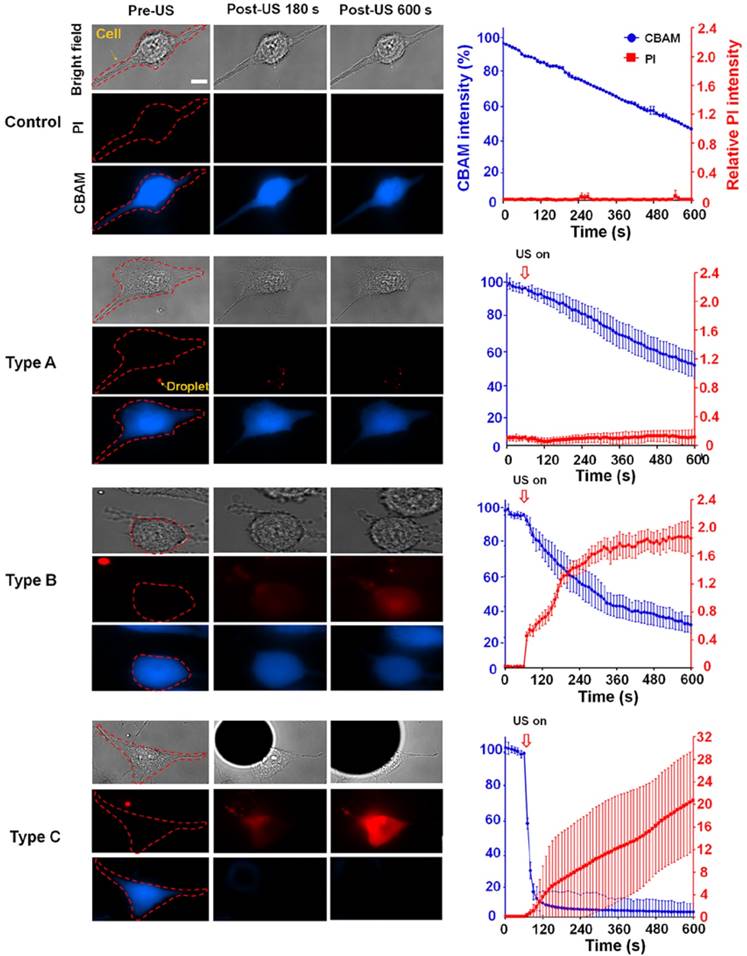 Theranostics Image