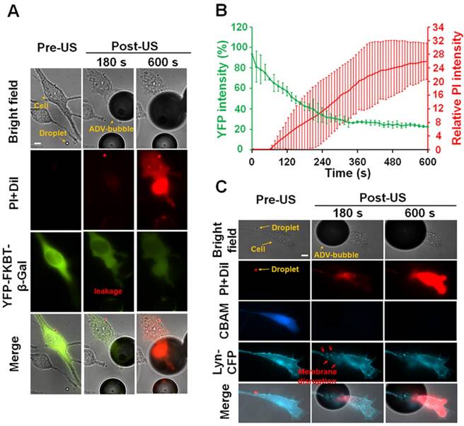 Theranostics Image