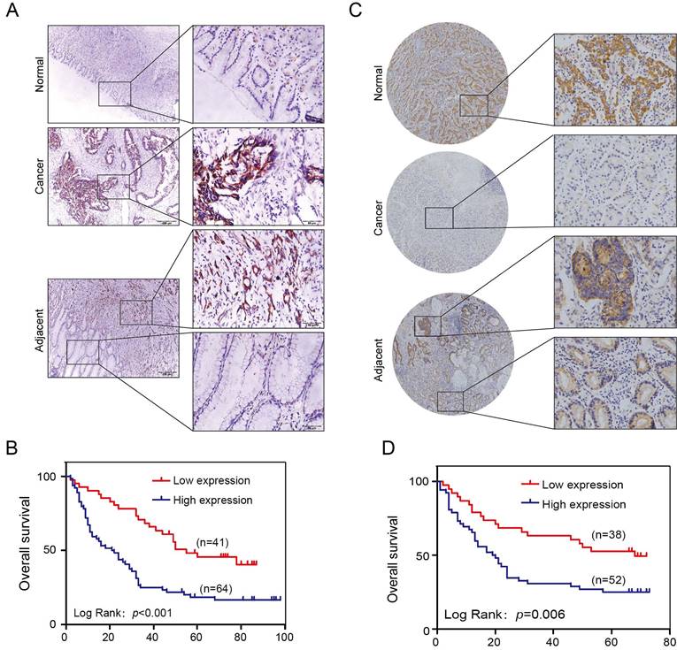 Theranostics Image