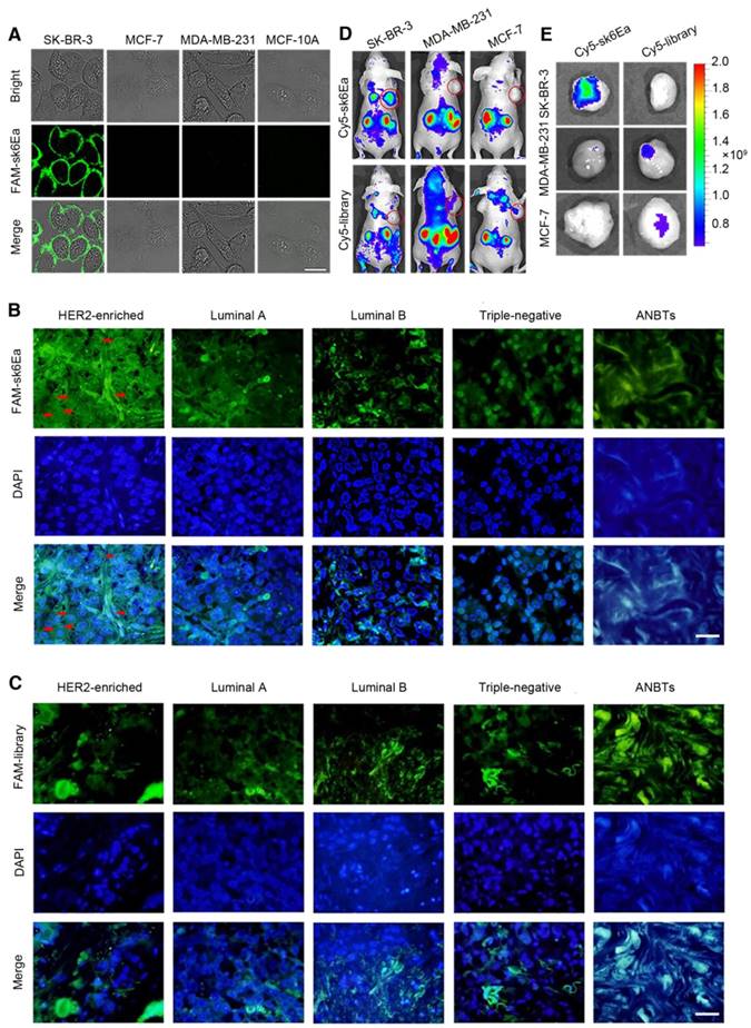 Theranostics Image