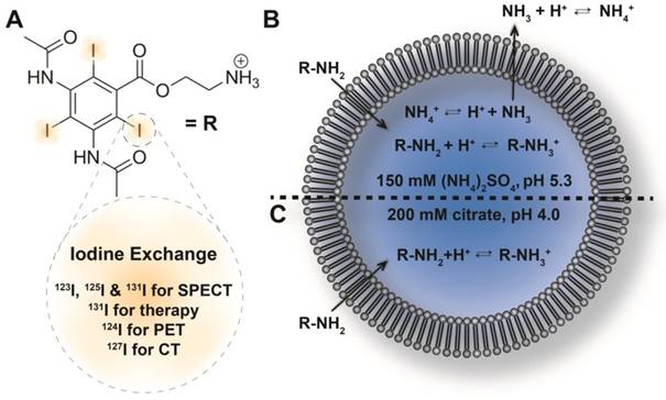 Theranostics Image