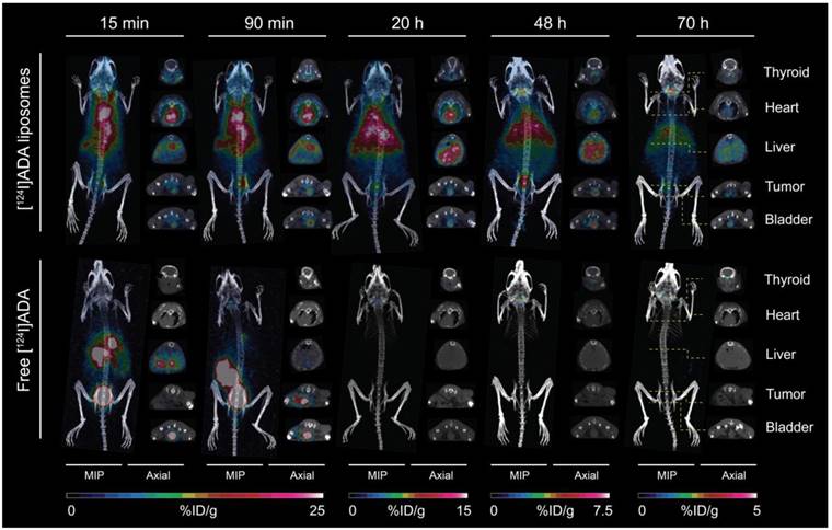 Theranostics Image