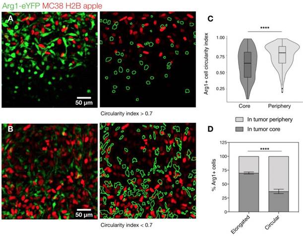 Theranostics Image