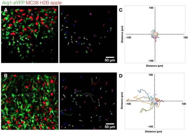 Theranostics Image