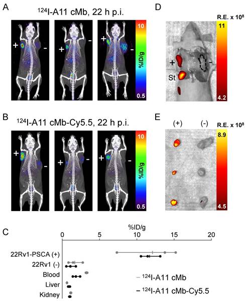 Theranostics Image