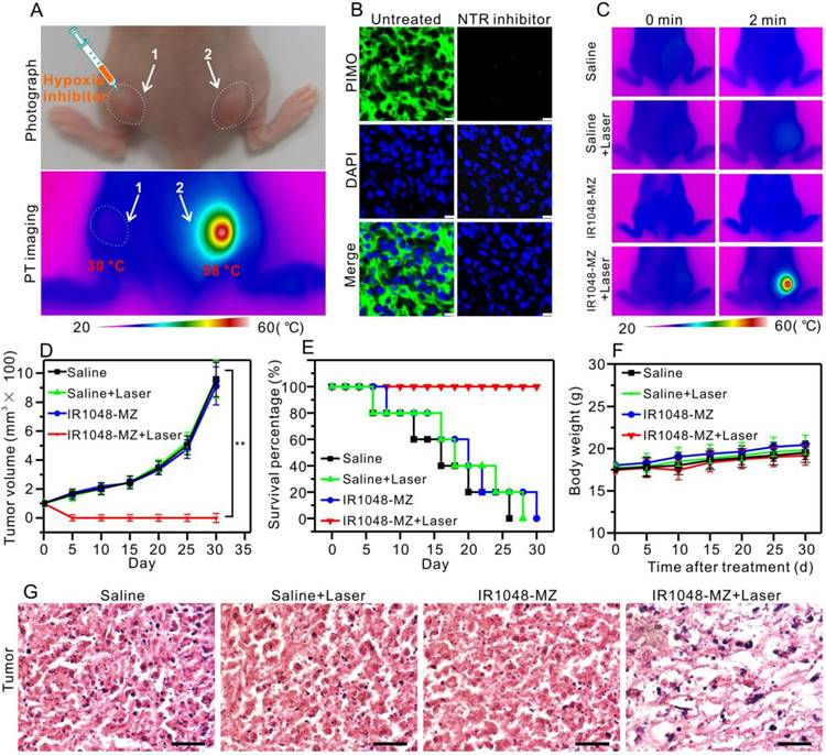 Theranostics Image