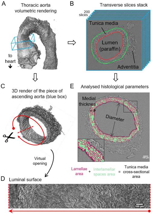 Theranostics Image