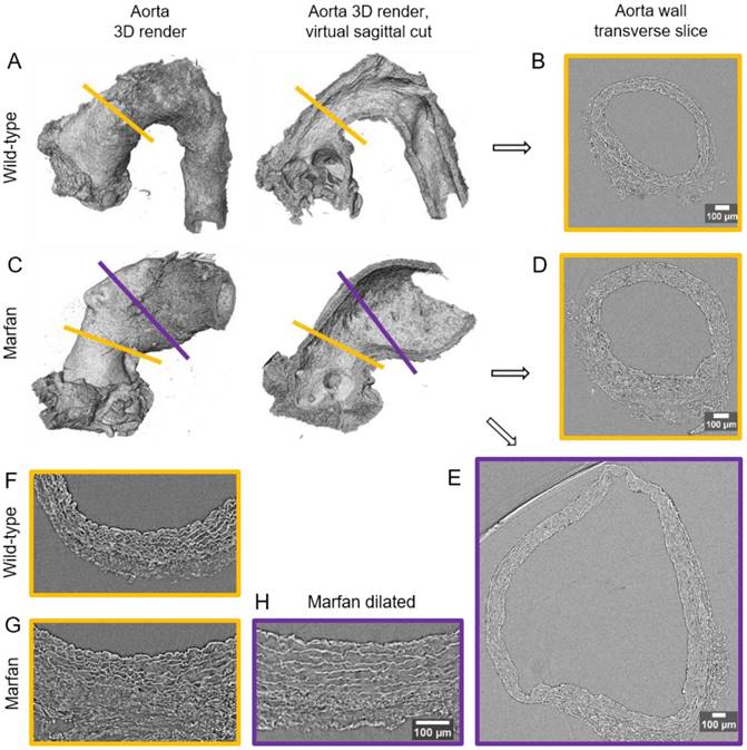 Theranostics Image