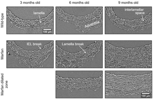 Theranostics Image