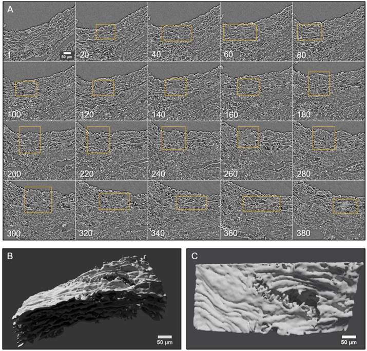 Theranostics Image