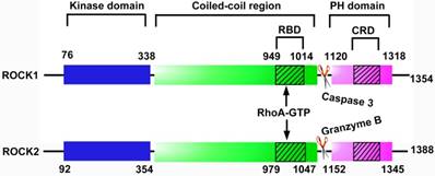 Theranostics Image