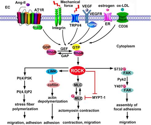 Theranostics Image