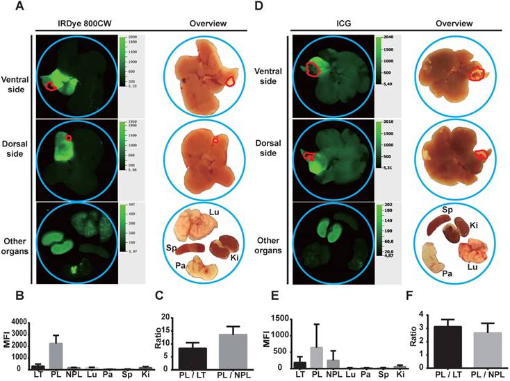 Theranostics Image