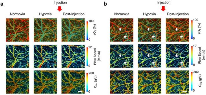 Theranostics Image