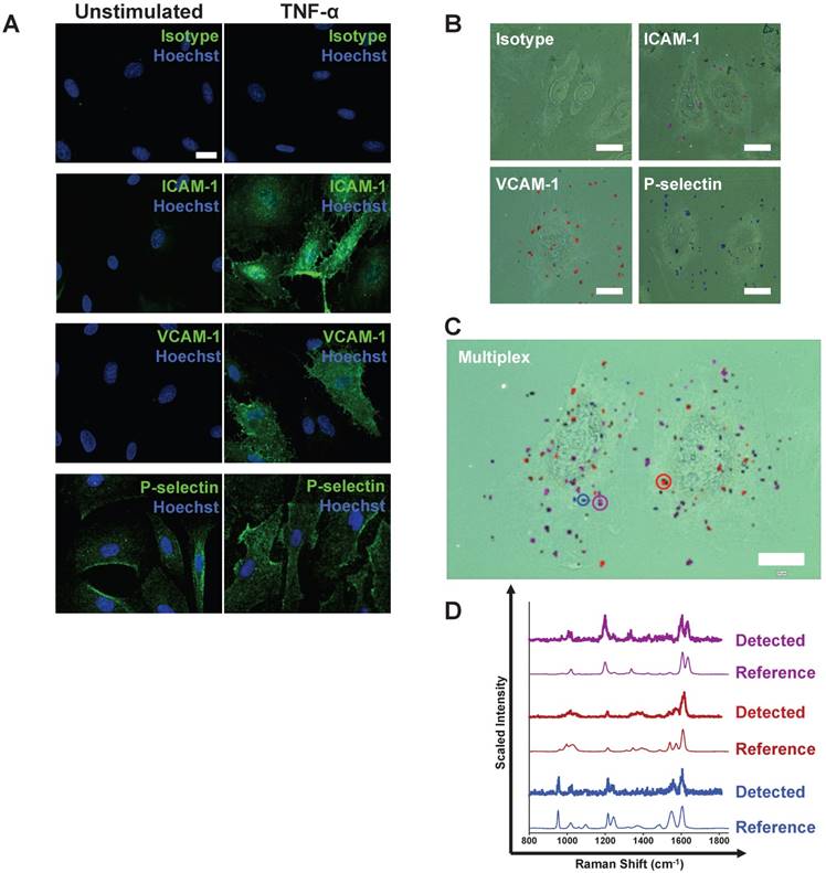 Theranostics Image