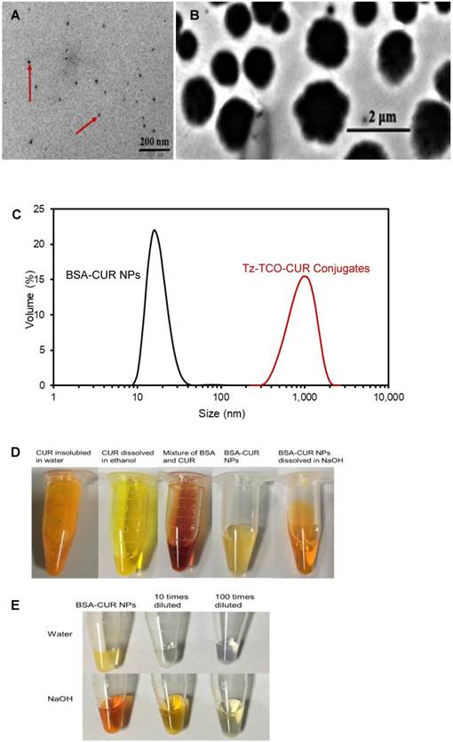 Theranostics Image