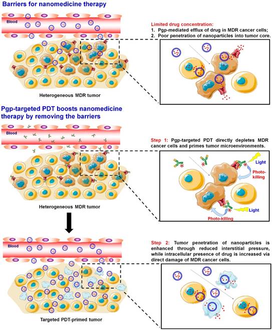 Theranostics Image