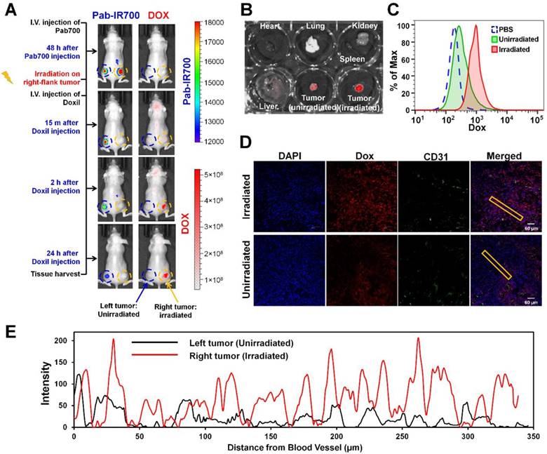 Theranostics Image