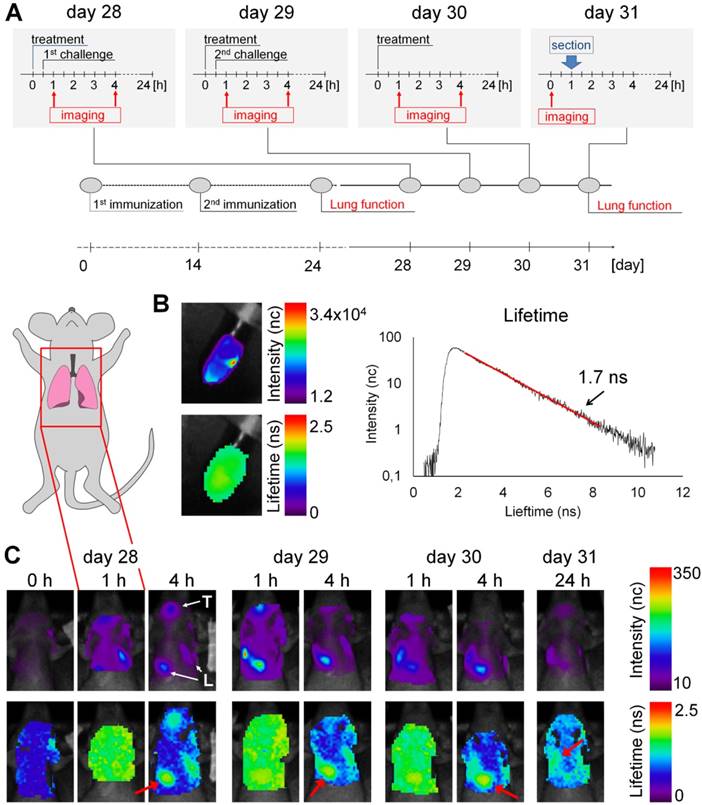 Theranostics Image