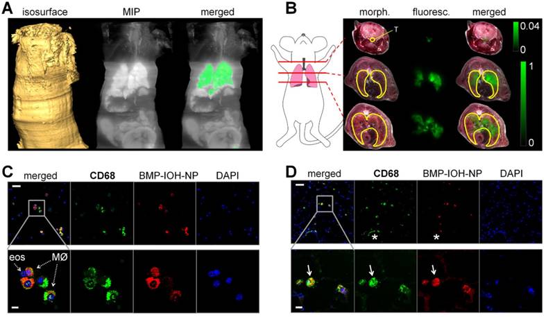 Theranostics Image