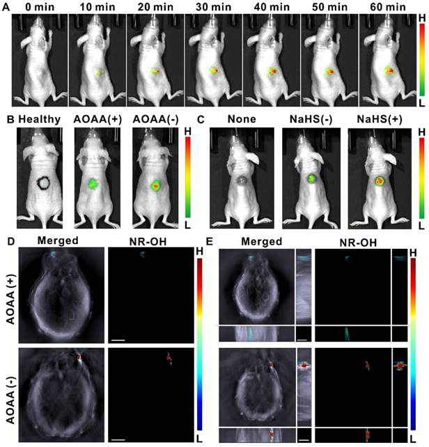 Theranostics Image