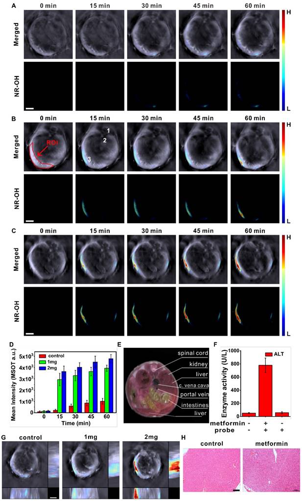 Theranostics Image