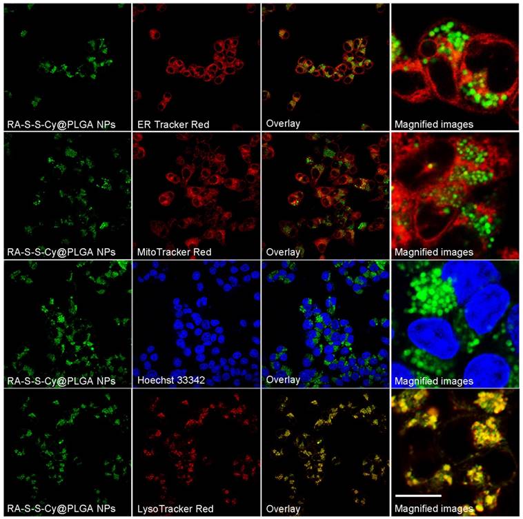 Theranostics Image