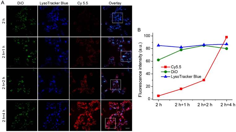 Theranostics Image