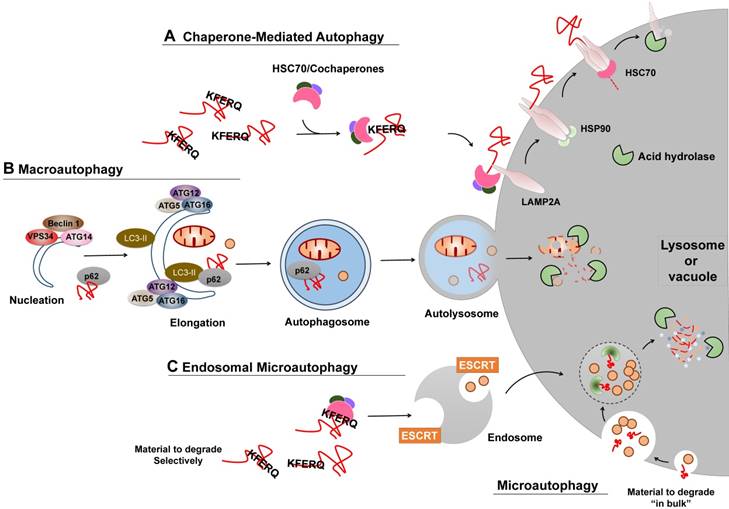 Theranostics Image