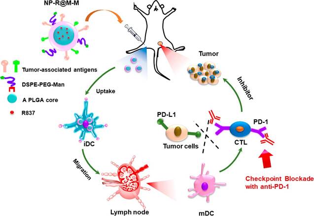 Theranostics Image