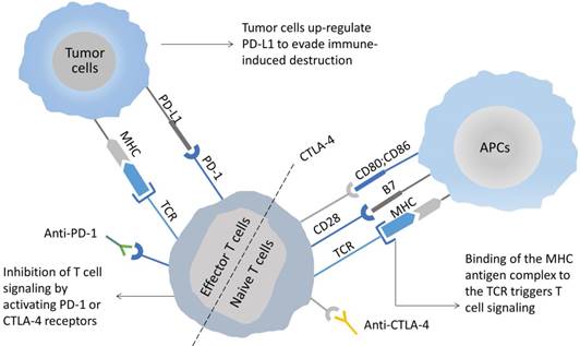 Theranostics Image