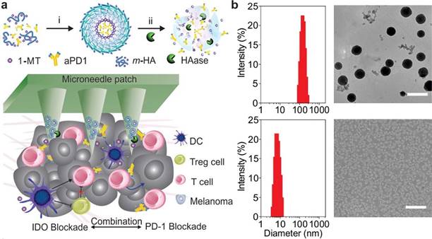 Theranostics Image