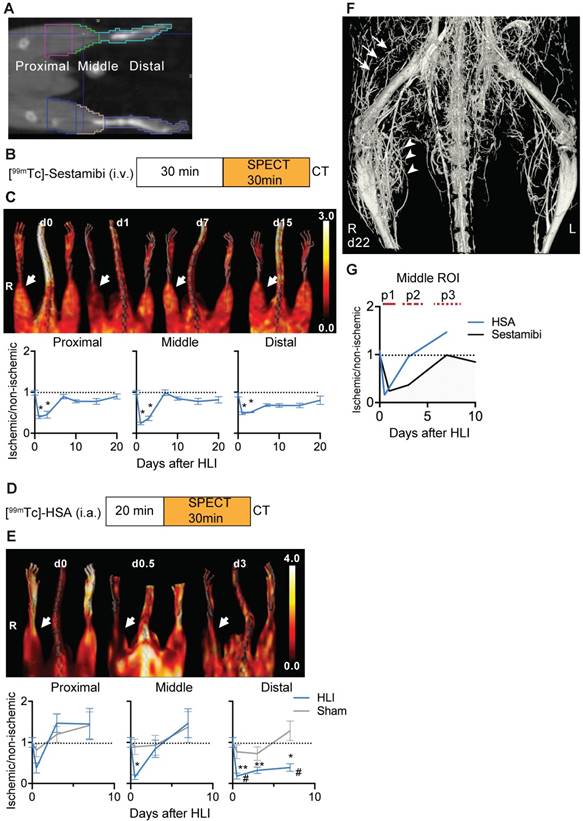 Theranostics Image