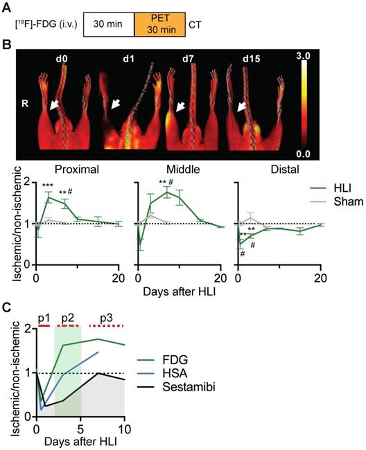 Theranostics Image