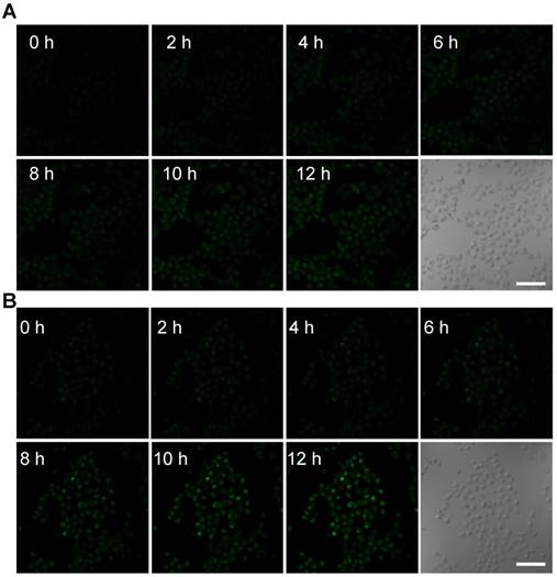 Theranostics Image