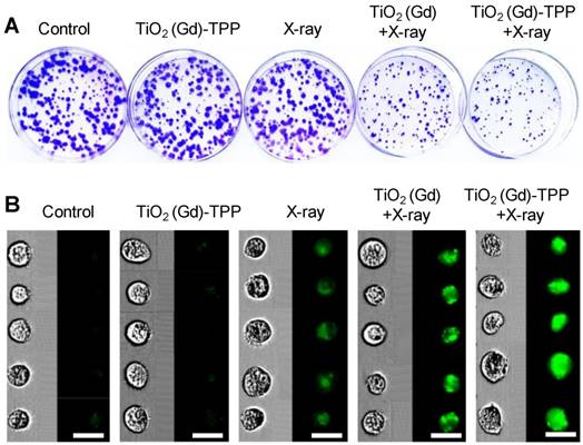 Theranostics Image