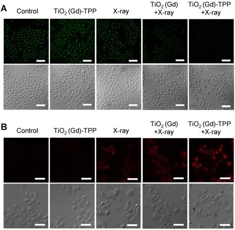 Theranostics Image