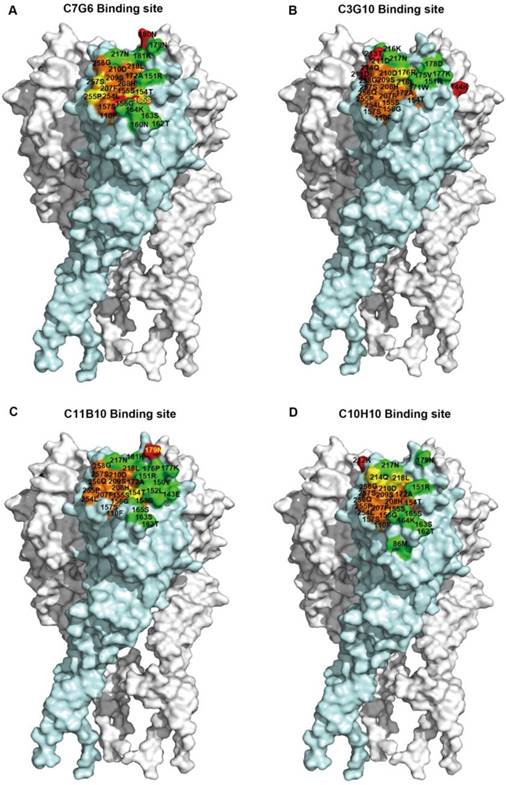 Theranostics Image