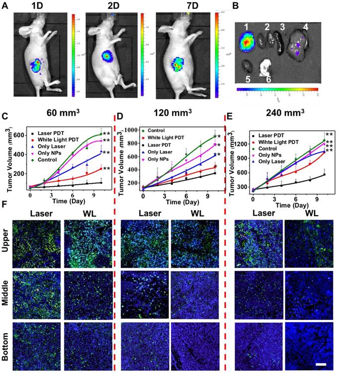 Theranostics Image