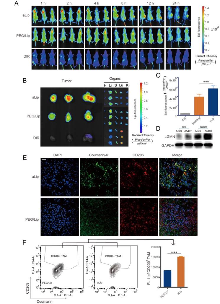 Theranostics Image