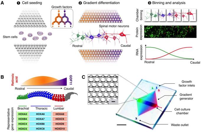 Theranostics Image