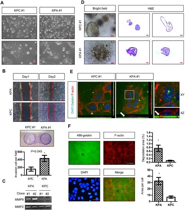 Theranostics Image