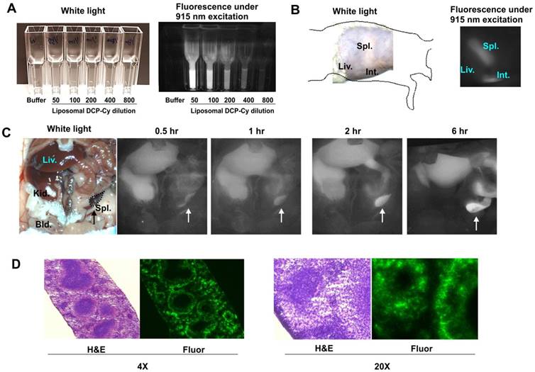 Theranostics Image