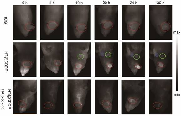 Theranostics Image