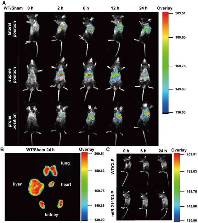 Theranostics Image