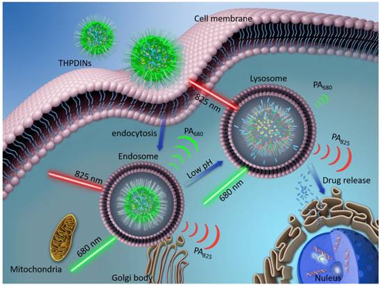 Theranostics Image