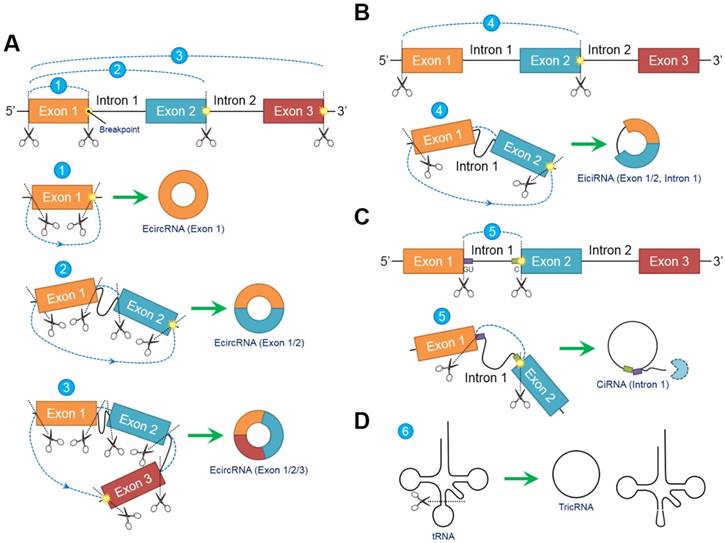 Theranostics Image