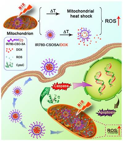 Theranostics Image